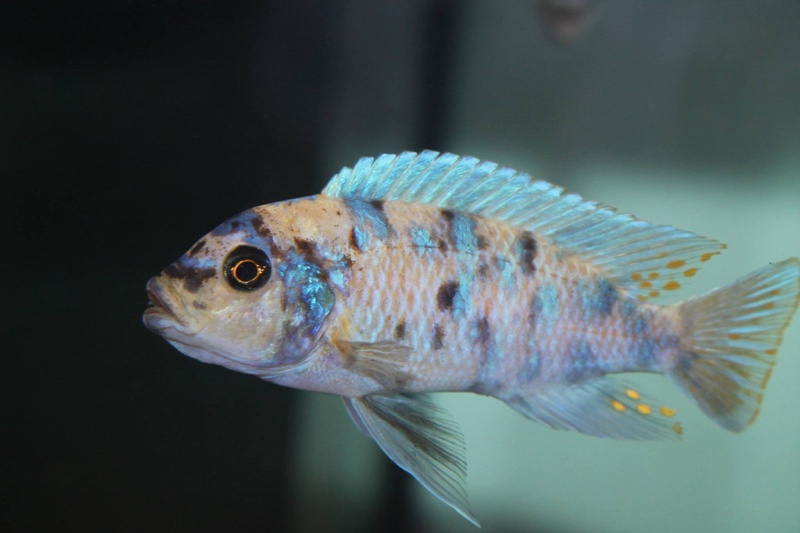 Maylandia zebra 'Likoma Island'